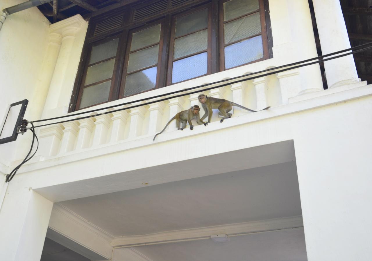 Fig And Gecko Hostel Anuradhapura Exterior photo